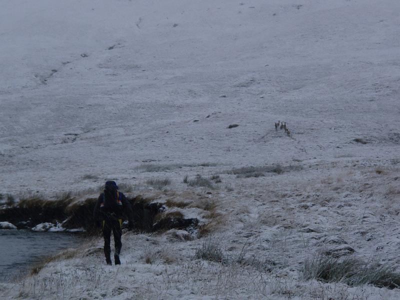 Mark heading towards more deer.jpg